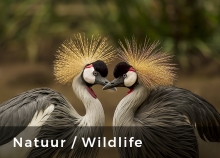 Natuur – wildlife – landschap <p>Natuur – wildlife – landschap</p>